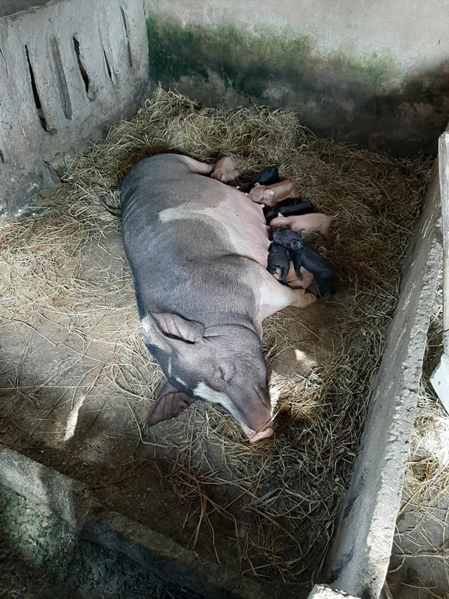 Chăn nuôi lợn nái sinh sản ở nông hộ