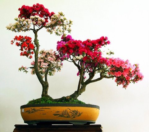 cây hoa giấy bonsai 1