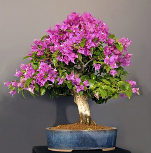 cây hoa giấy bonsai 2