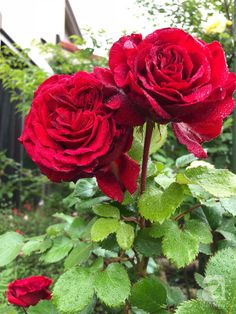 cách chăm sóc cây hoa hồng