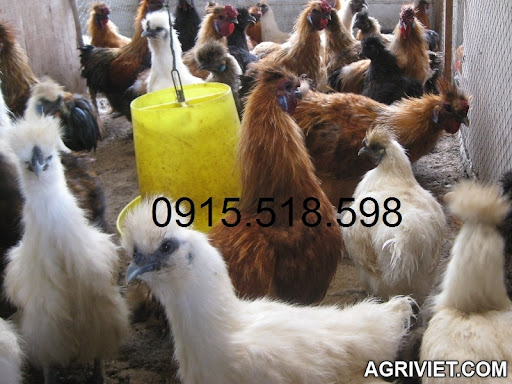 Agriviet.Com-Silkie001.JPG