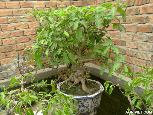 Agriviet.Com-sung_trai_bonsai1_0977624477.jpg