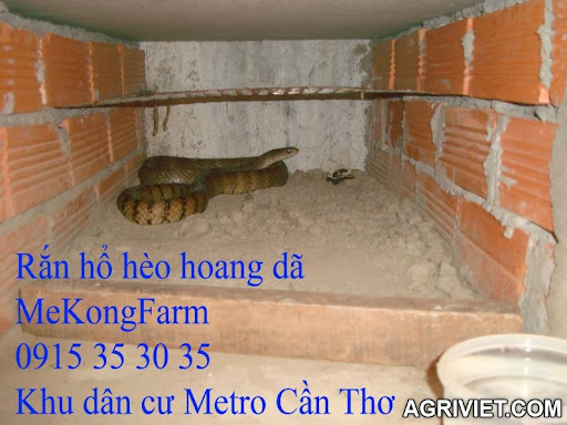 Agriviet.Com-Hoang_da_hoc.jpg