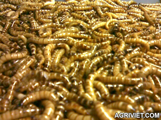 Agriviet.Com-superworm.jpg