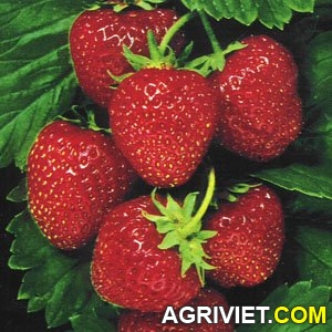 Agriviet.Com-dautay1.jpg