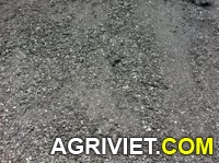 Agriviet.Com-medium_wip1332831546.jpg
