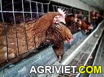 Agriviet.Com-g%C3%A0_tr%E1%BB%A9ng.jpg