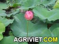 Agriviet.Com-l%25C3%25A1_sen_ph%25C6%25A1i_kh%25C3%25B4.jpg