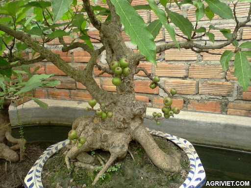 Agriviet.Com-Sung_trai_bonsai3_0977624477.jpg
