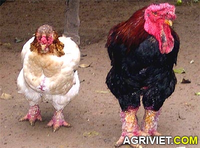 Agriviet.Com-gadtao.jpg