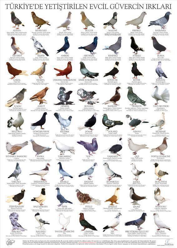Pigeons+-+Mua+b%C3%A1n+chim+b%E1%BB%93+c%C3%A2u.jpg