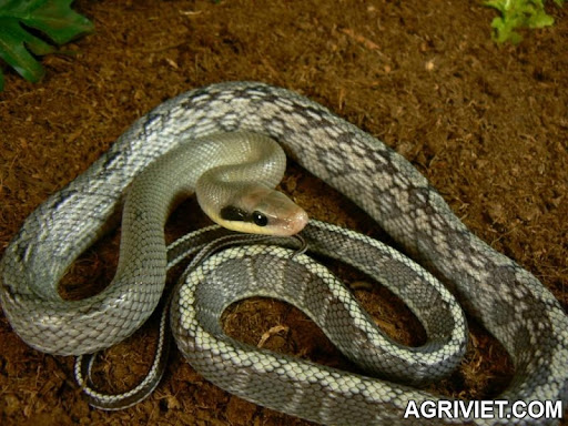 Agriviet.Com-Beauty_Snakes_%2528Orthriophis_taeniura_ssp.%2529_2.jpg