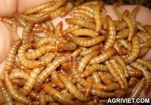 Agriviet.Com-mealworm_tru%25E1%25BB%259Fng_th%25C3%25A0nh.jpeg