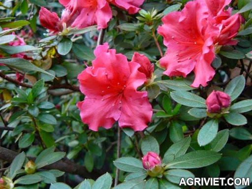 Agriviet.Com-Rhododendron_simsii_2.jpg