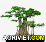 Agriviet.Com-bonsai2.jpg
