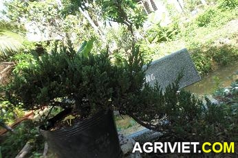 Agriviet.Com-CIMG3238.JPG