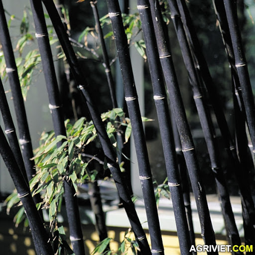 Agriviet.Com-Black_Bamboo.jpg