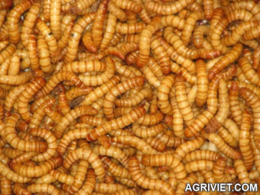 Agriviet.Com-mealworm.jpg