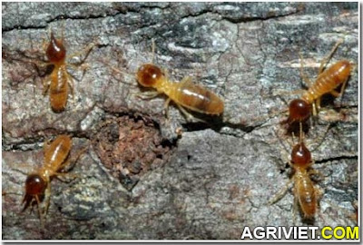 Agriviet.Com-termites-fuel.jpg
