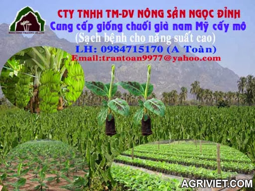 Agriviet.Com-CAY_CHUOI.jpg