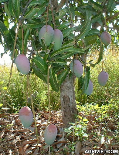 Agriviet.Com-mango-tree2.jpg
