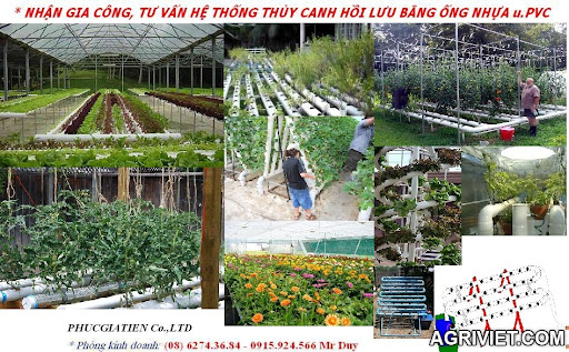 Agriviet.Com-GIA_CONG_THUY_CANH.JPG