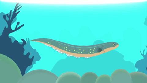 Tại sao lươn điện có thể tự phát ra dòng điện cực mạnh?