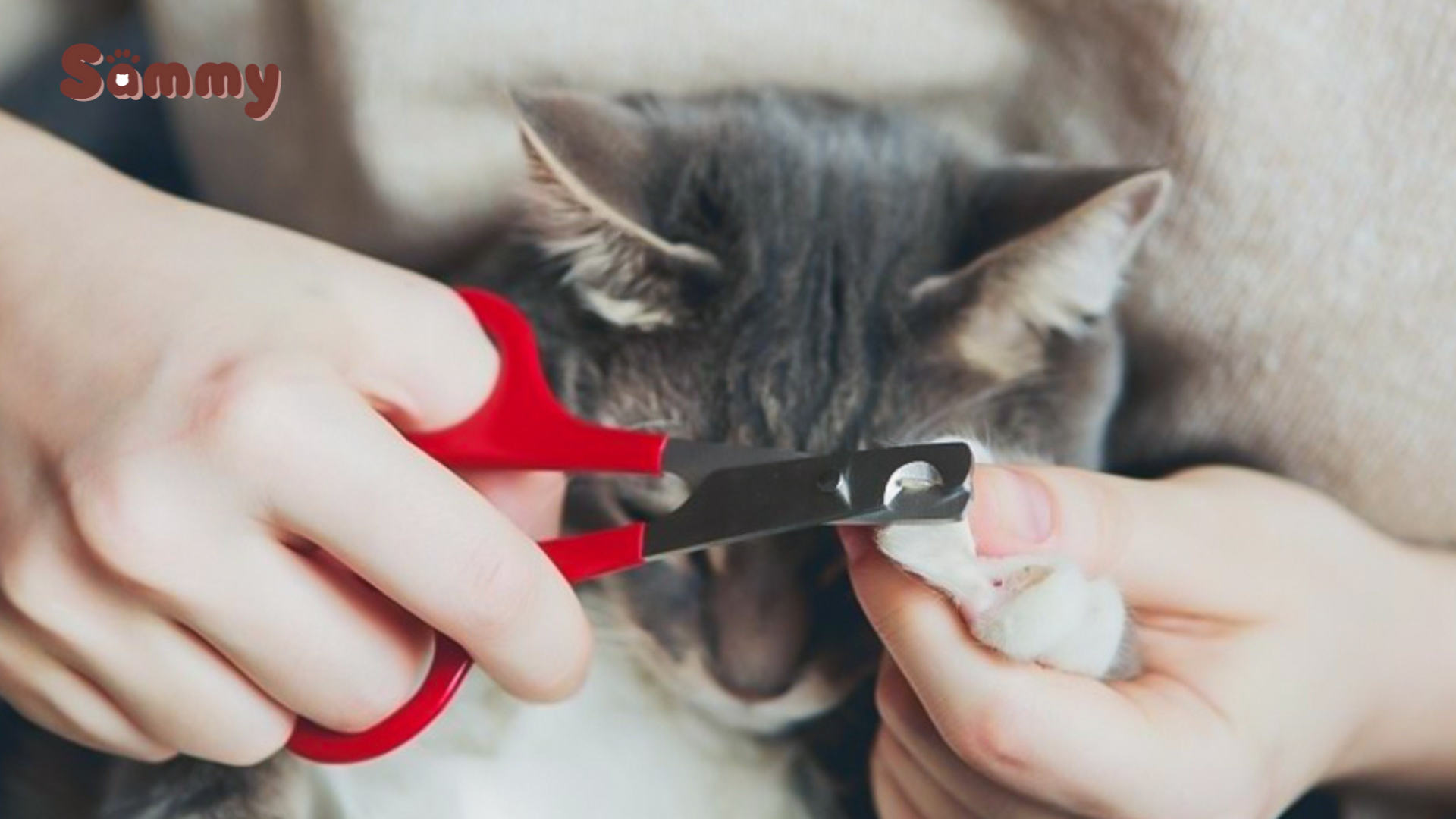 cắt móng cho mèo đúng cách
