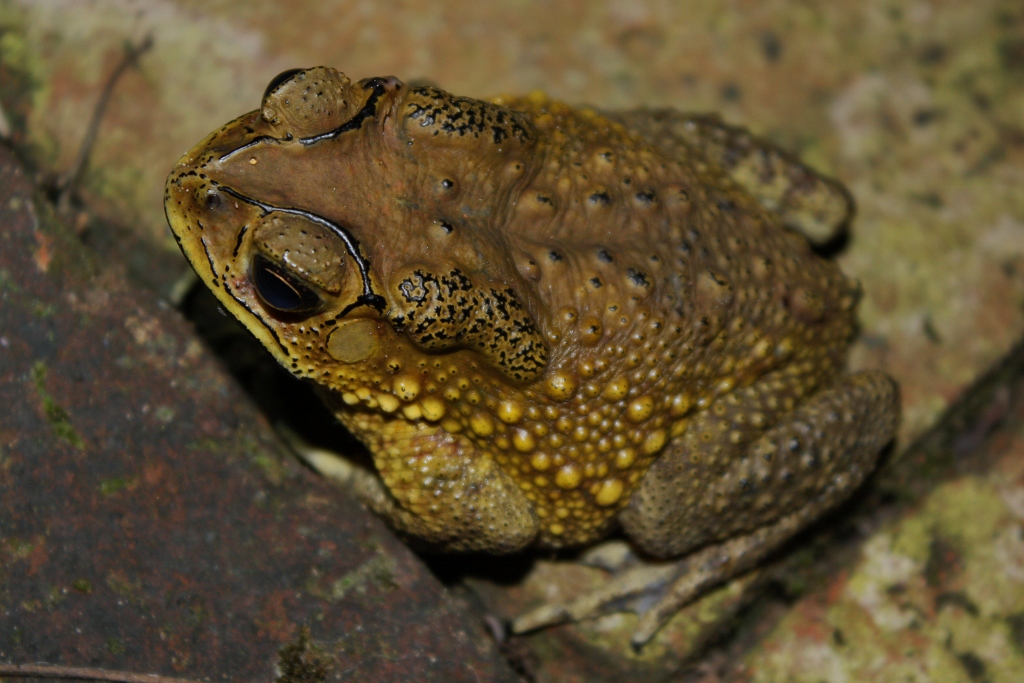 Asian_Common_Toad_(Duttaphrynus_melanostictus).jpg