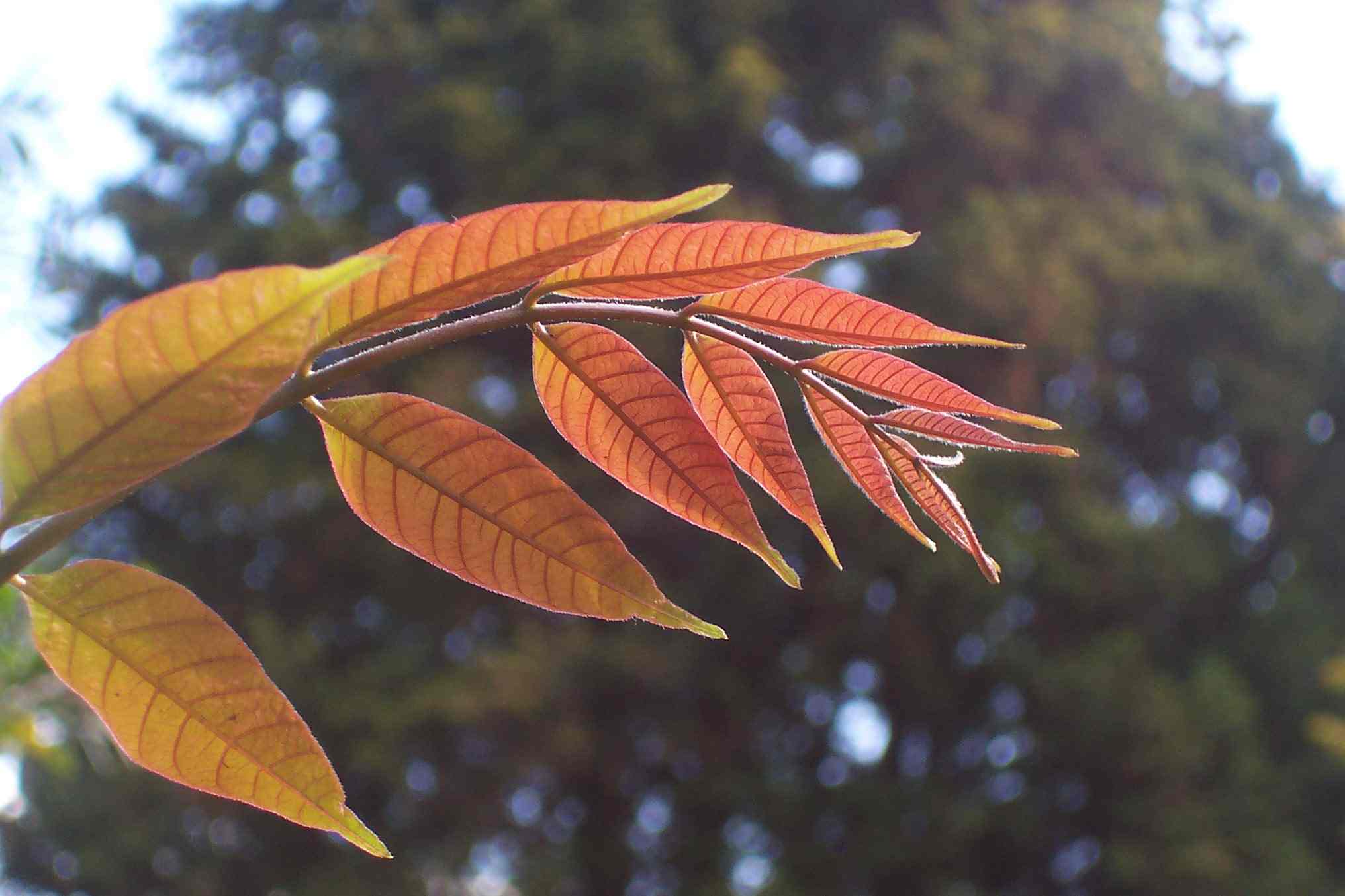 Toona_ciliata_-_red_leaves.JPG