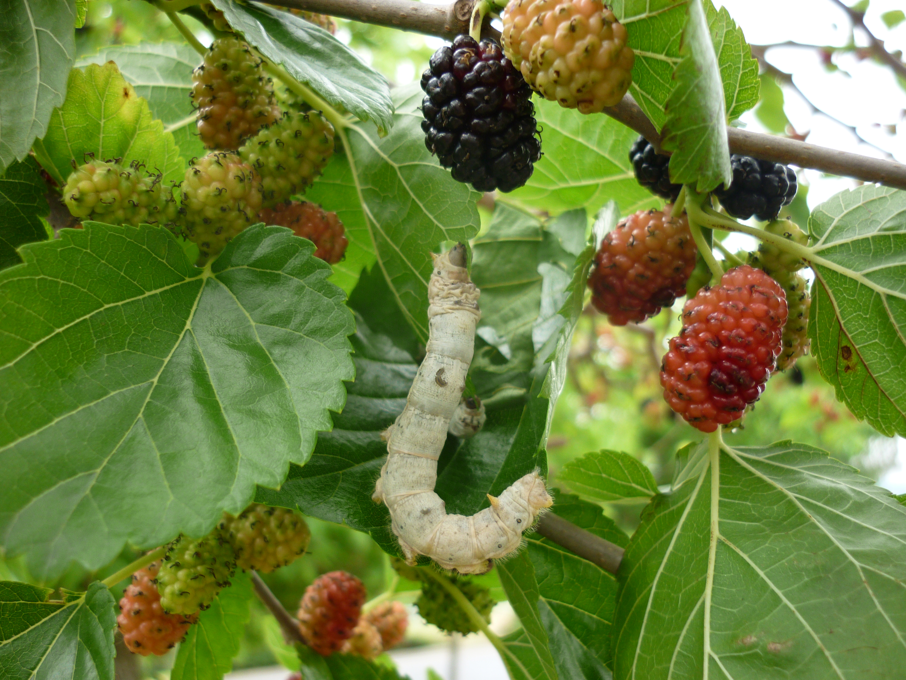 Silkworm_mulberry_tree_zetarra_marugatze_arbolean3.JPG