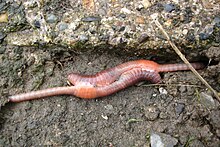 220px-Mating_earthworms.jpg