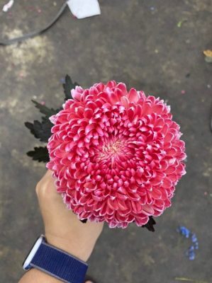  Hoa cúc mẫu đơn màu đỏ