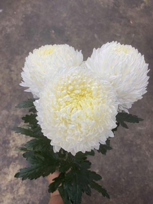 Hoa cúc mẫu đơn màu trắng