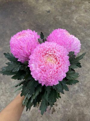 Hoa cúc mẫu đơn màu hồng