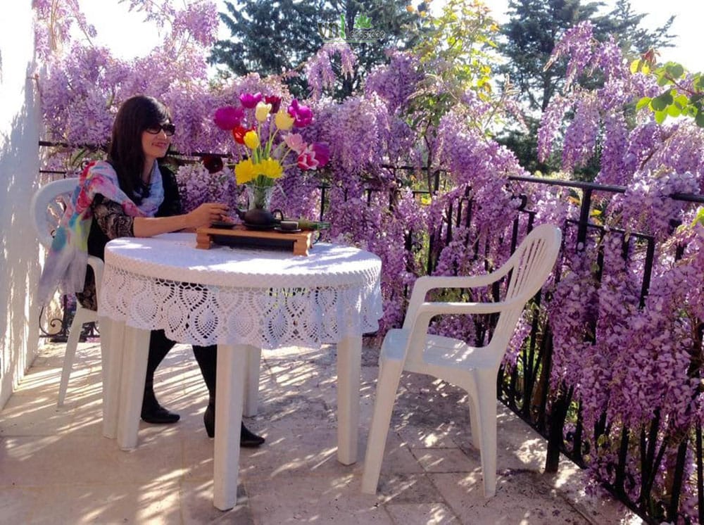 Cô nàng xinh đẹp đang đọc sách bên vườn tử đằng đang nở hoa đẹp rực rỡ