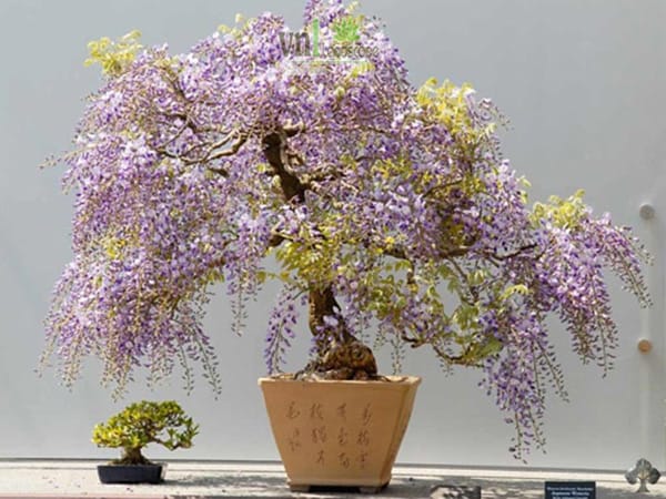 Hình ảnh cây tử đằng bonsai giá bán 6 triệu đồng rất đẹp